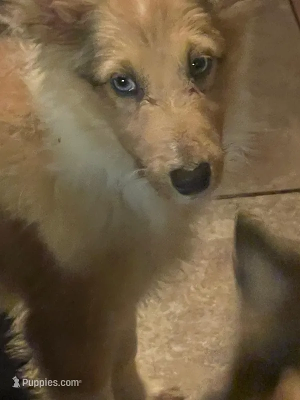 Blue Eyes – Shetland Sheepdog puppy for sale in Grantsburg, WI
