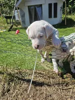Oden, a male Dogo Argentino for sale in Spring, TX – 5 of 10