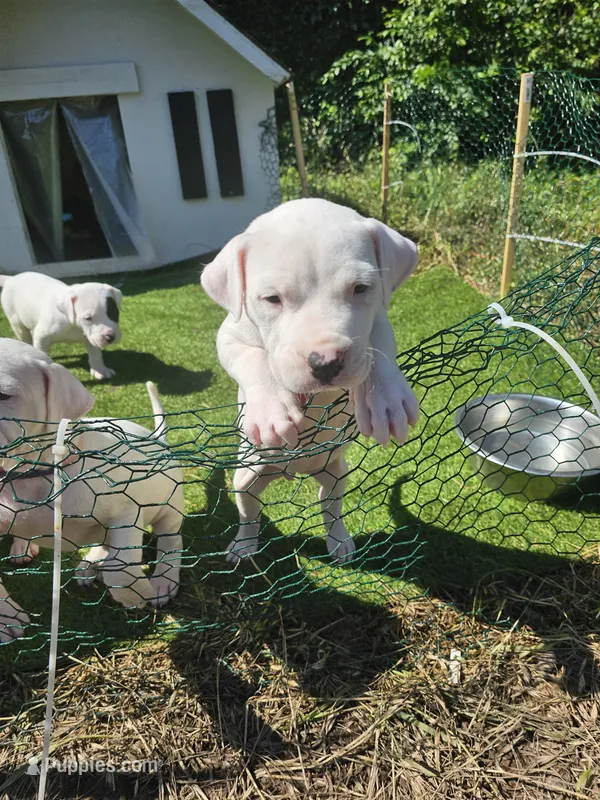 Princess – Dogo Argentino puppy for sale in Spring, TX