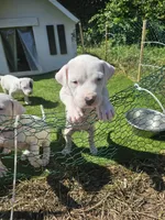 Princess, a male Dogo Argentino for sale in Spring, TX – 1 of 2
