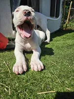 Princess, a male Dogo Argentino for sale in Spring, TX – 2 of 2