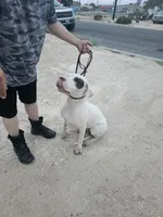 Oden, a male Dogo Argentino for sale in Spring, TX – 10 of 10