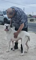 Oden, a male Dogo Argentino for sale in Spring, TX – 7 of 10