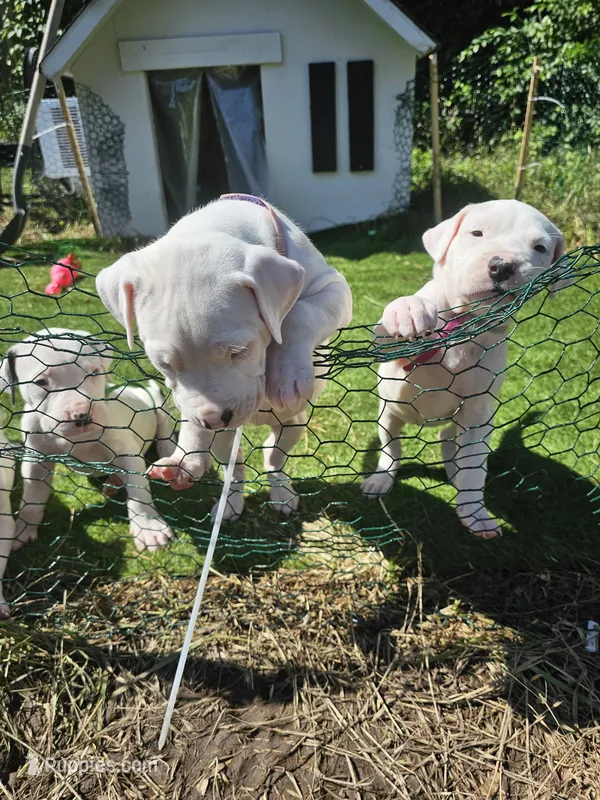 Oden – Dogo Argentino puppy for sale in Spring, TX