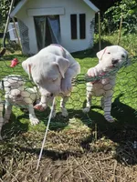 Oden, a male Dogo Argentino for sale in Spring, TX – 1 of 10