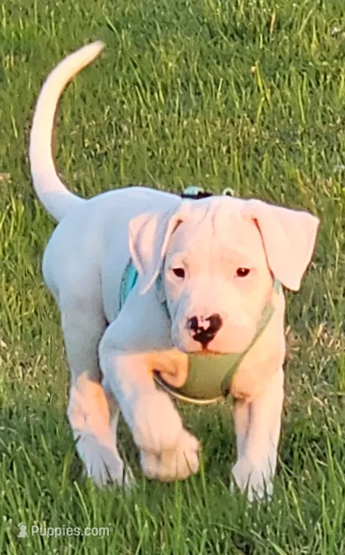 Princess – Dogo Argentino puppy for sale in Spring, TX
