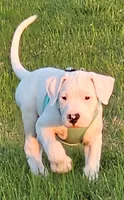 Princess, a female Dogo Argentino for sale in Spring, TX – 1 of 1