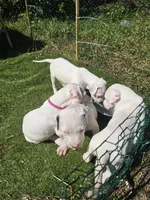 Oden, a male Dogo Argentino for sale in Spring, TX – 2 of 10