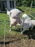 Oden, a male Dogo Argentino for sale in Spring, TX – 6 of 10