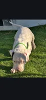 Kencho, a male Dogo Argentino for sale in Spring, TX – 2 of 2