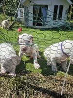 Oden, a male Dogo Argentino for sale in Spring, TX – 3 of 10