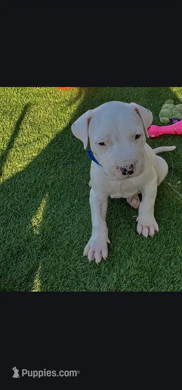 Kencho – Dogo Argentino puppy for sale in Spring, TX