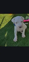 Kencho, a male Dogo Argentino for sale in Spring, TX – 1 of 2