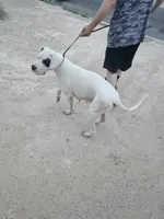 Oden, a male Dogo Argentino for sale in Spring, TX – 9 of 10