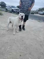 Oden, a male Dogo Argentino for sale in Spring, TX – 8 of 10