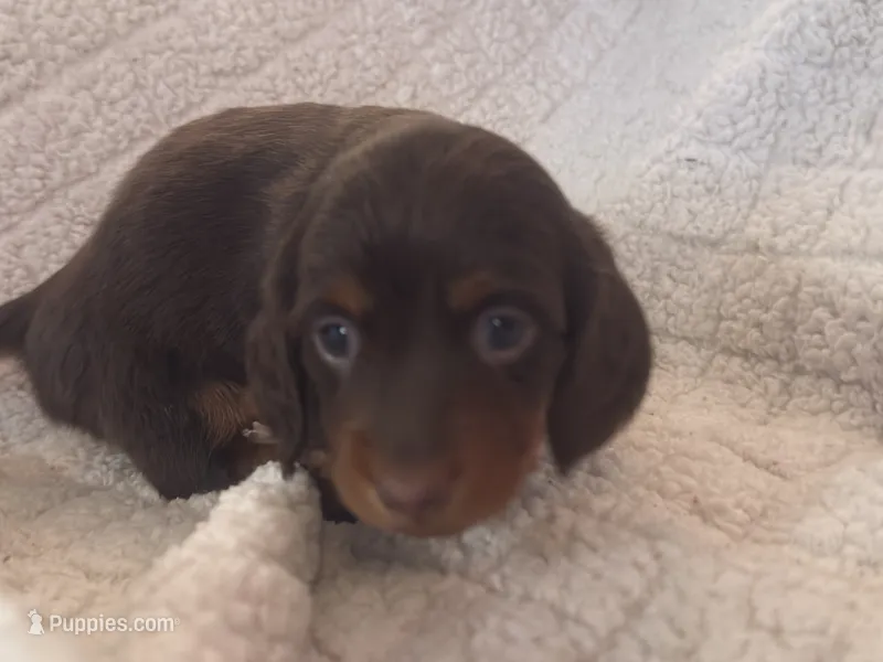 Nutella – Miniature Dachshund puppy for sale in Gainesville, FL