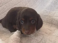 Nutella, a female Miniature Dachshund for sale in Gainesville, FL – 1 of 2