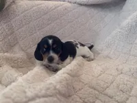 Hershey, a female Miniature Dachshund for sale in Gainesville, FL – 3 of 3