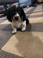 Appa, a male Miniature Dachshund for sale in Gainesville, FL – 2 of 3
