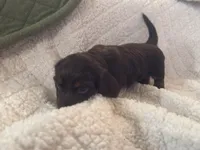 Snicker, a female Miniature Dachshund for sale in Gainesville, FL – 2 of 2