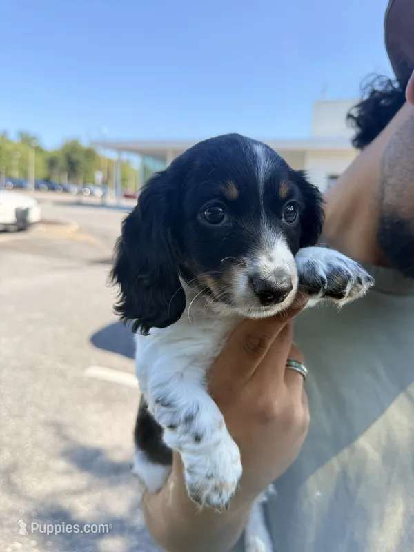 Appa – Miniature Dachshund puppy for sale in Gainesville, FL