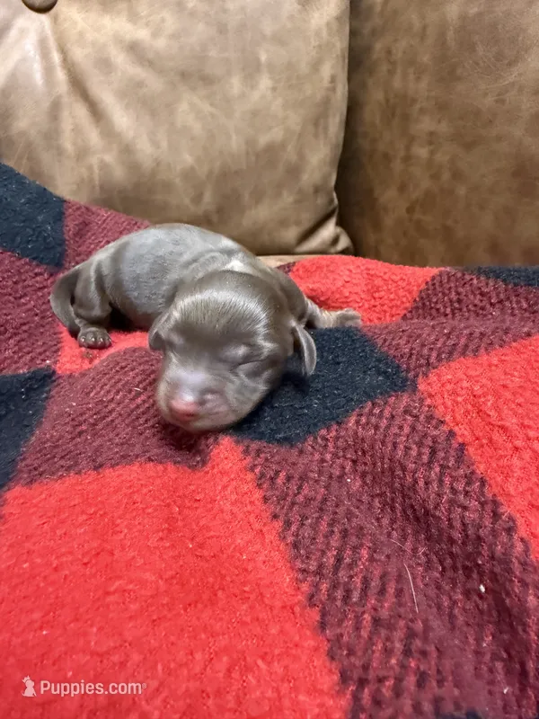 Hershey – Miniature Dachshund puppy for sale in Gainesville, FL