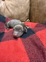 Hershey, a female Miniature Dachshund for sale in Gainesville, FL – 1 of 1