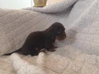 Nutella, a female Miniature Dachshund for sale in Gainesville, FL – 2 of 2