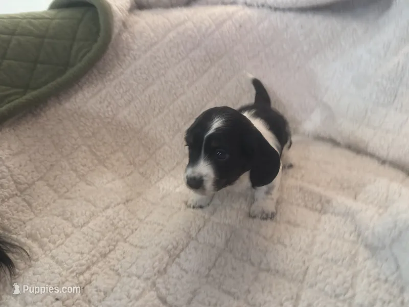 Ferrero – Dachshund puppy for sale in Gainesville, FL