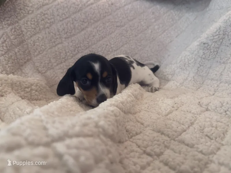Hershey – Miniature Dachshund puppy for sale in Gainesville, FL