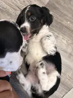 Appa, a male Miniature Dachshund for sale in Gainesville, FL – 3 of 3