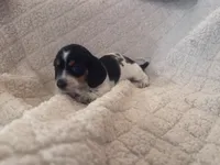 Hershey, a female Miniature Dachshund for sale in Gainesville, FL – 2 of 3
