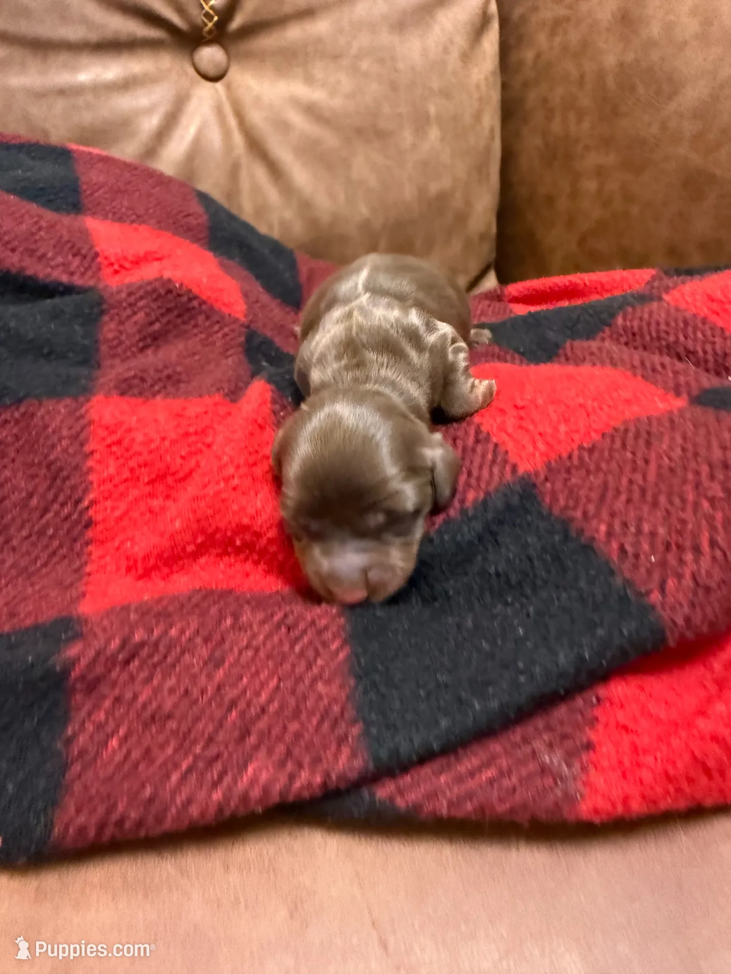 Snicker, a female Miniature Dachshund for sale in Gainesville, FL – 1 of 1