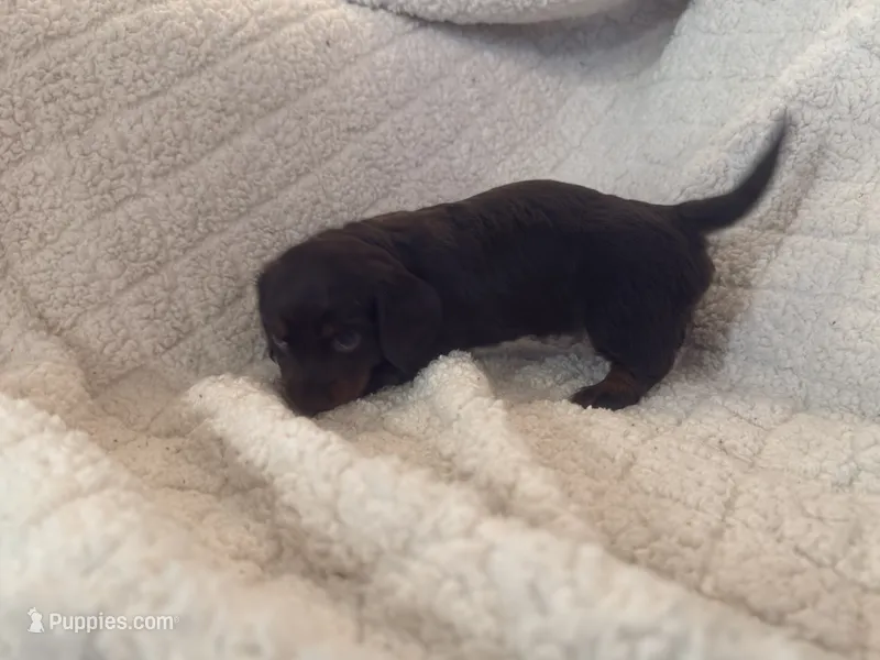 Snicker – Miniature Dachshund puppy for sale in Gainesville, FL