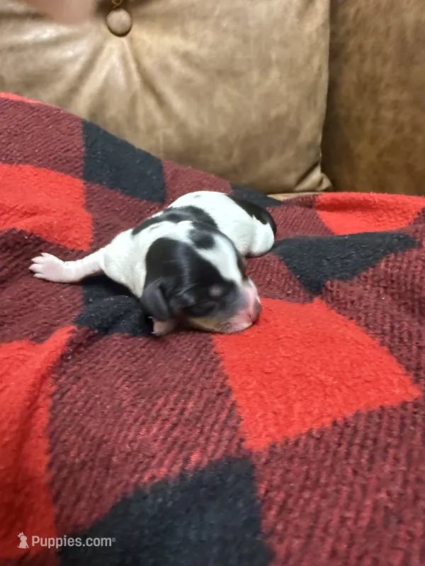 Nutella – Miniature Dachshund puppy for sale in Gainesville, FL