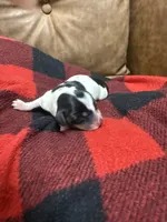Nutella, a female Miniature Dachshund for sale in Gainesville, FL – 1 of 1