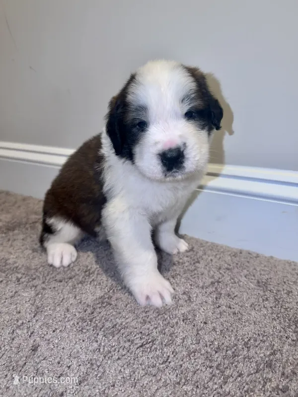 Puppy 1 - K9 Jewels LLC – Saint Bernard puppy for sale in Roxboro, NC
