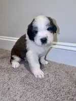 Puppy 1 - K9 Jewels LLC, a male Saint Bernard for sale in Roxboro, NC – 1 of 4