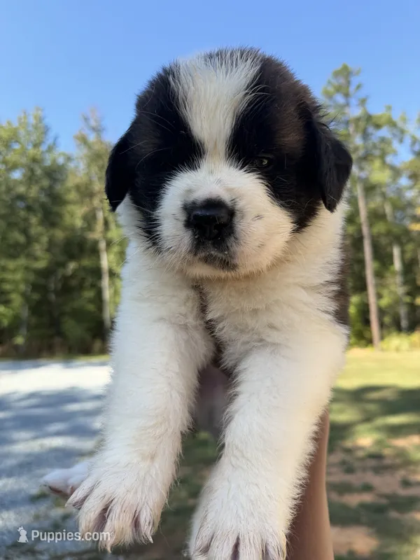 Puppy 4 - K9 Jewels LLC – Saint Bernard puppy for sale in Roxboro, NC