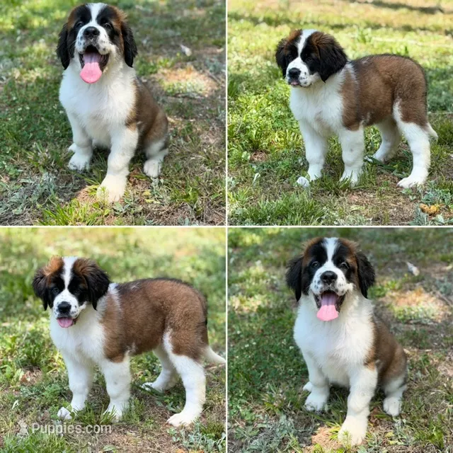 Raven - K9 Jewels – Saint Bernard puppy on hold in Roxboro, NC