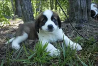 Puppy 1 - K9 Jewels, a female Saint Bernard for sale in Roxboro, NC – 2 of 10