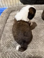 Puppy 2, a male Saint Bernard for sale in Roxboro, NC – 2 of 2