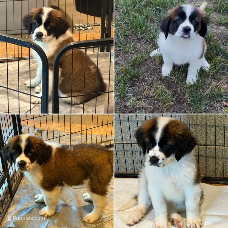 Puppy 4 - K9 Jewels – Saint Bernard puppy for sale in Roxboro, NC