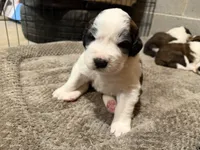 Puppy 1 , a male Saint Bernard for sale in Roxboro, NC – 1 of 2