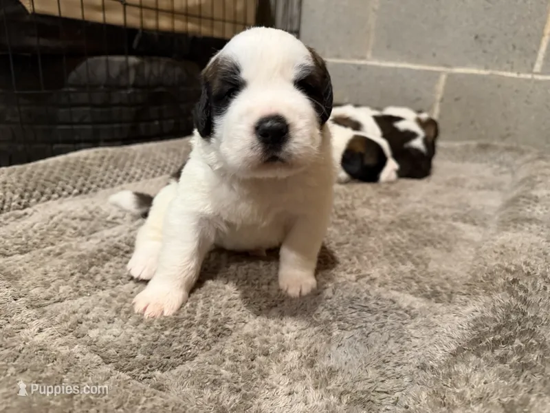 Puppy 3 – Saint Bernard puppy for sale in Roxboro, NC