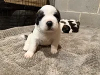 Puppy 3, a male Saint Bernard for sale in Roxboro, NC – 1 of 2