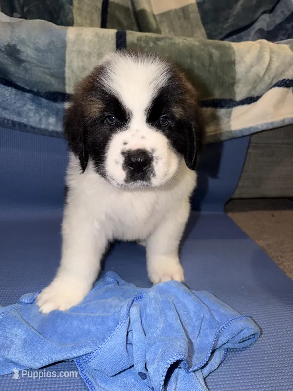Puppy 4 - “COOPER” – Saint Bernard puppy for sale in Roxboro, NC