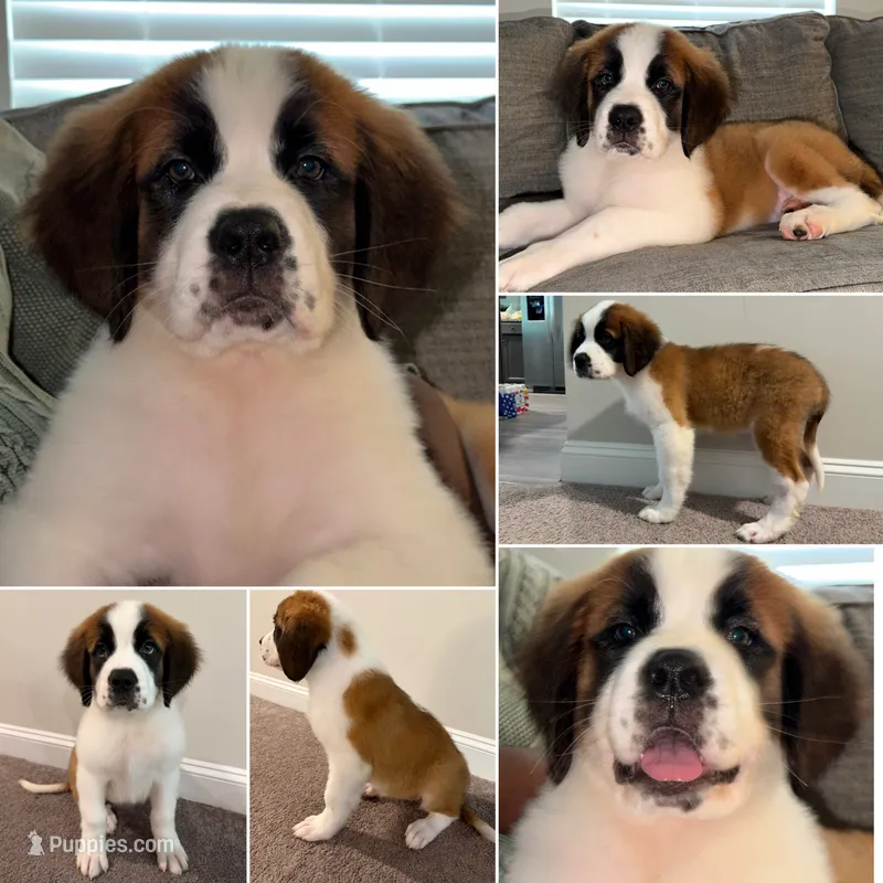 Gayle - K9 Jewels – Saint Bernard puppy for sale in Roxboro, NC