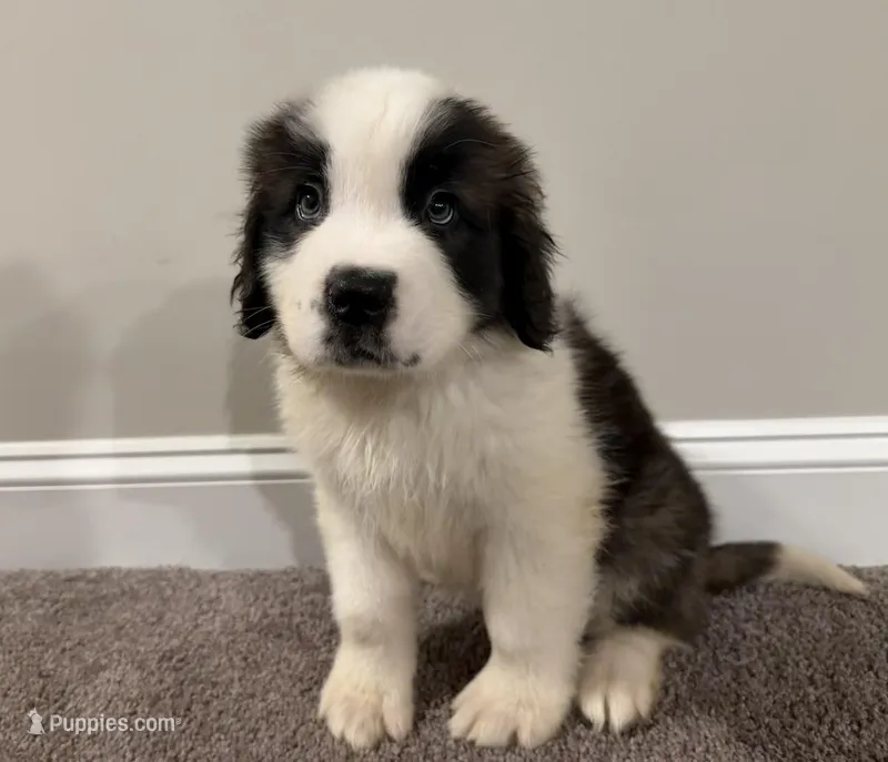 Puppy 8 - K9 Jewels – Saint Bernard puppy for sale in Roxboro, NC
