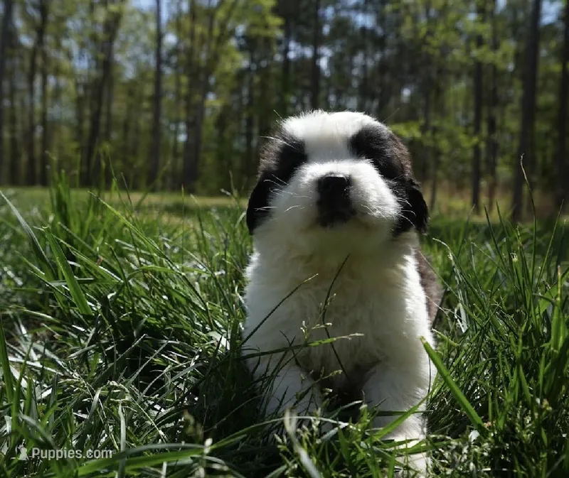 Puppy 8 - K9 Jewels – Saint Bernard puppy for sale in Roxboro, NC